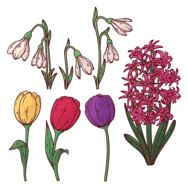 Free Vector collection of hand drawn spring flowers