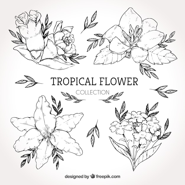 Collection of hand drawn tropical flowers