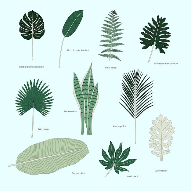 Free vector collection of illustrated tropical leaves