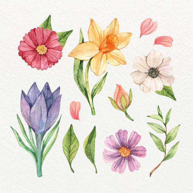 Collection of isolated watercolor spring flowers