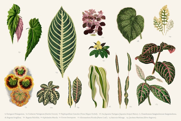 Collection of leaves