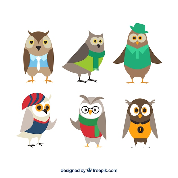 Collection of owls with clothes