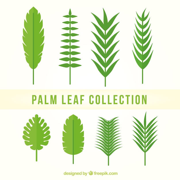 Collection of palm leaves