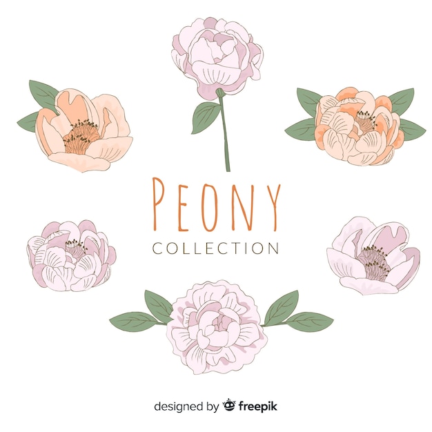 Free Vector collection of peony flowers in hand drawn style