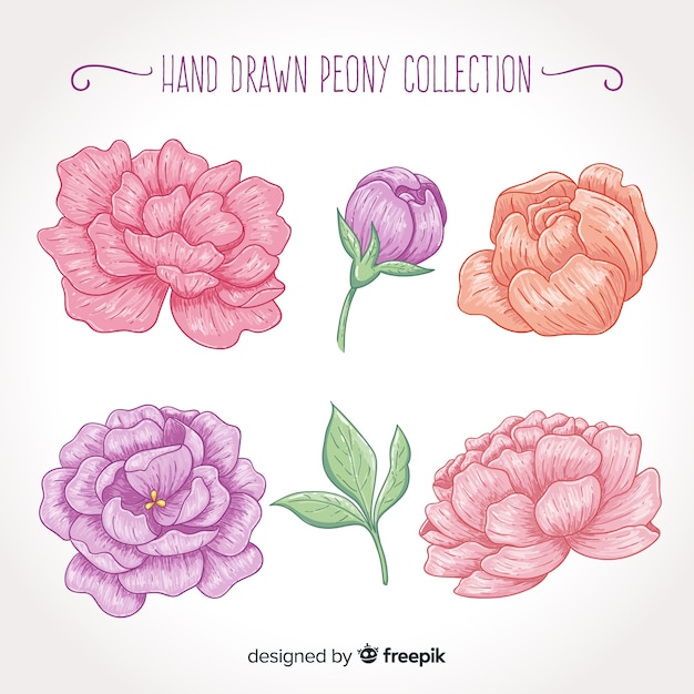 Free Vector collection of peony flowers in hand drawn style