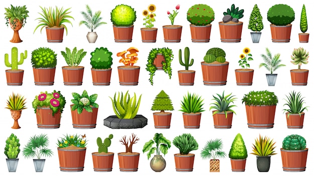 Collection of potted plants on white