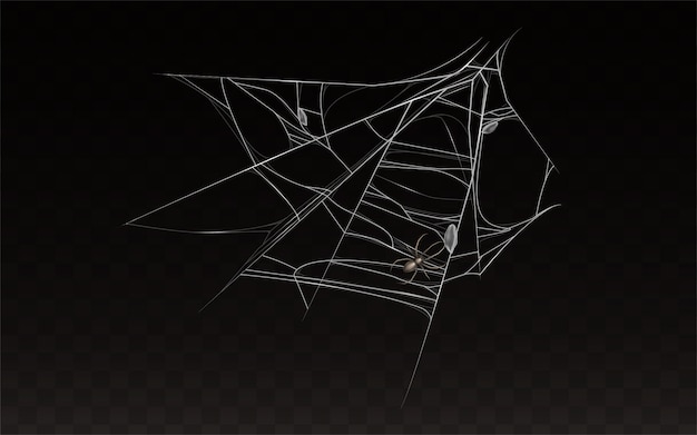 Free Vector collection of realistic cobweb with spider on it. 