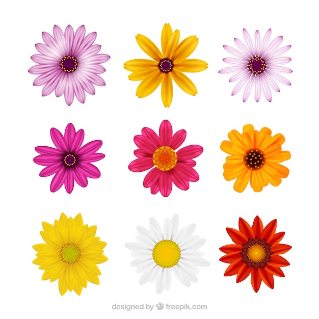 Free Vector collection of realistic daisies