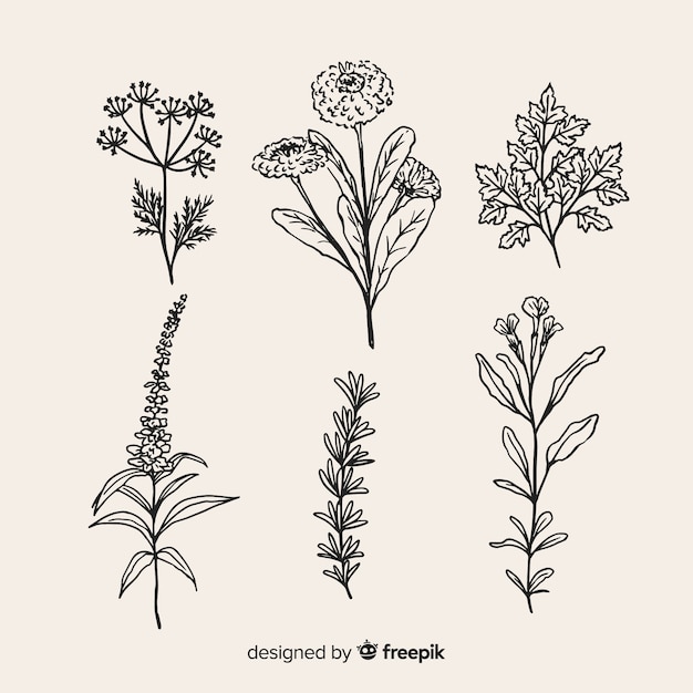 Collection of realistic hand drawn botanical flowers