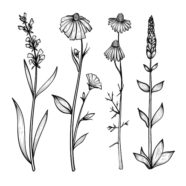 Collection of realistic hand drawn herbs & wild flowers