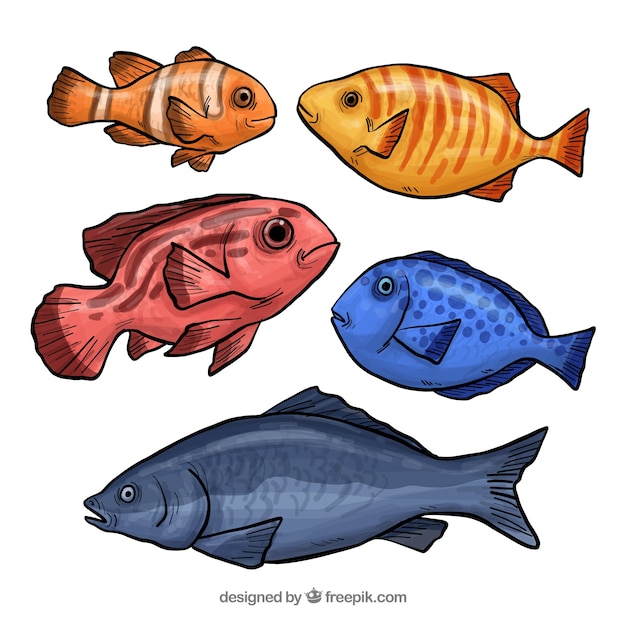 Collection of six fish