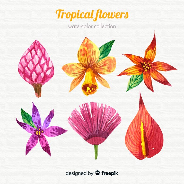 Collection of six tropical flowers