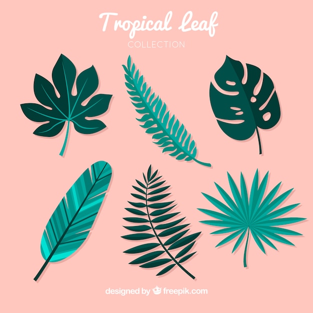 Collection of six tropical leaves