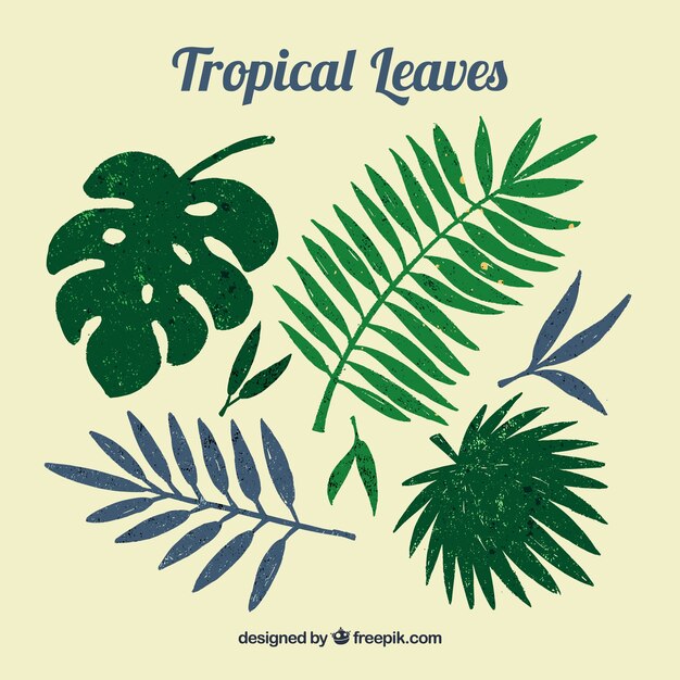 Collection of some tropical leaves