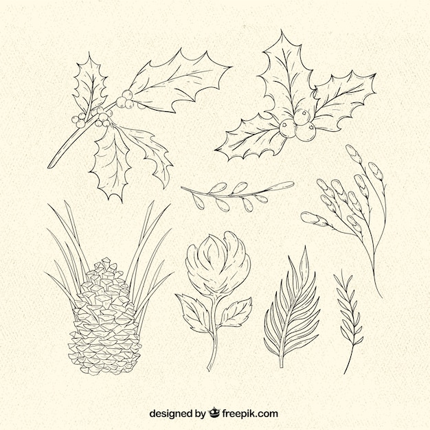 Free Vector collection of traditional christmas plants