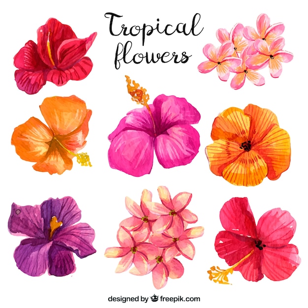 Collection of tropical flowers