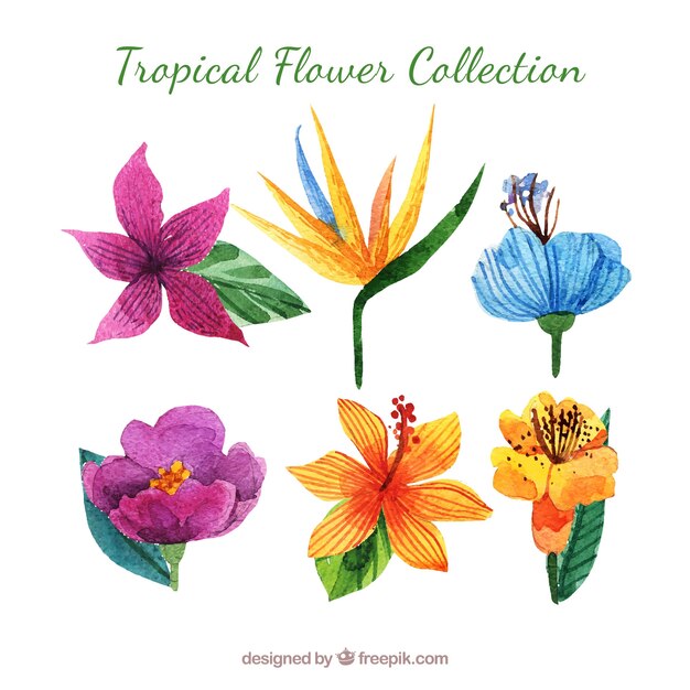 Collection of tropical flowers