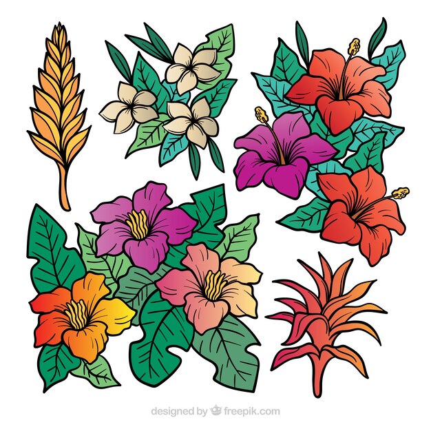 Collection of tropical flowers