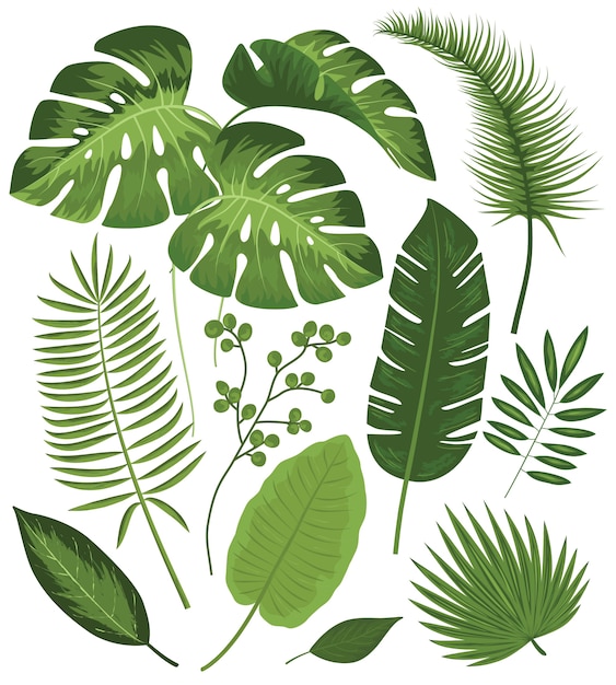 Free Vector collection of tropical leaves