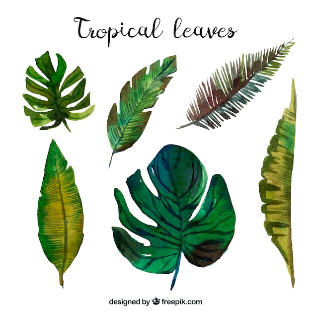 Collection of tropical leaves