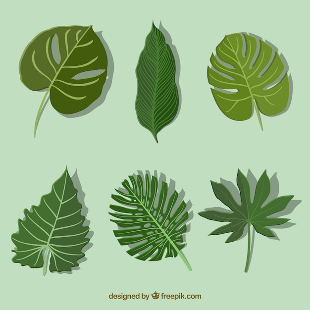 Collection of tropical leaves