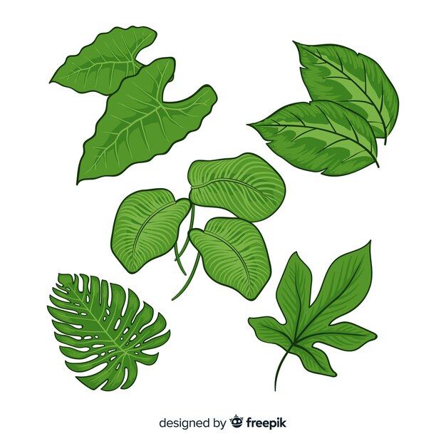 Collection of tropical leaves 