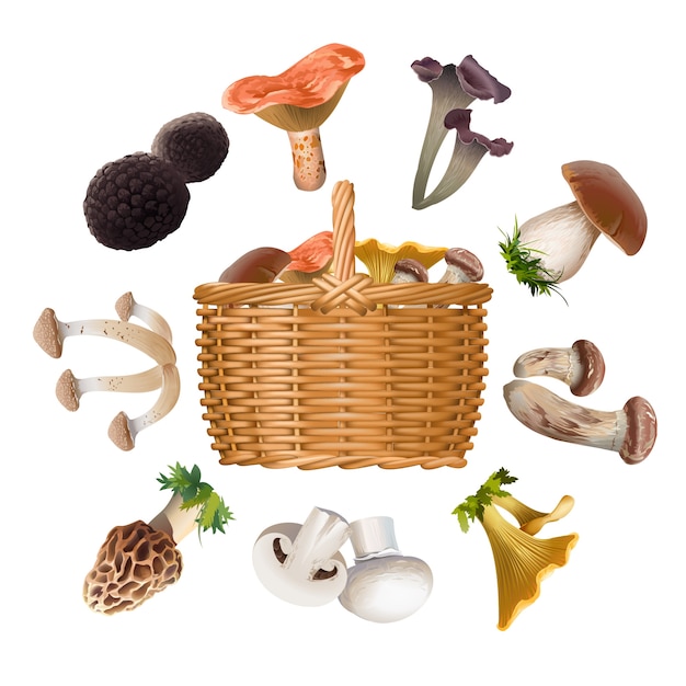 Free Vector collection of various species edible mushrooms and basket