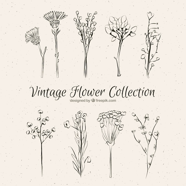 Free Vector collection of vintage hand drawn flowers