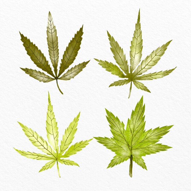 Collection of watercolor cannabis leaves