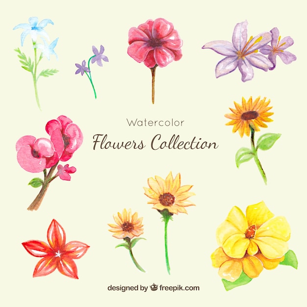 Collection of watercolor flowers