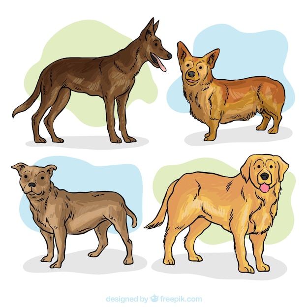 Free Vector collection of watercolor hand drawn dogs 