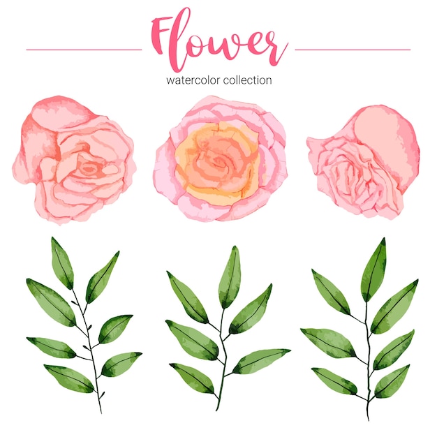 Free Vector collection of watercolor illustration beautiful flower