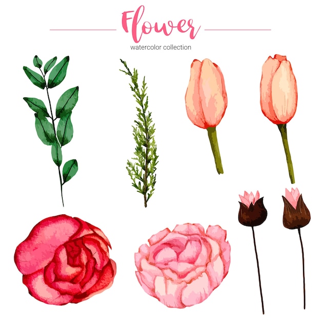 Free Vector collection of watercolor illustration beautiful flower