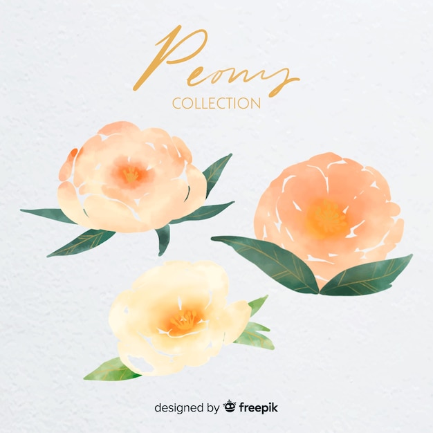 Free Vector collection of watercolor peony flowers