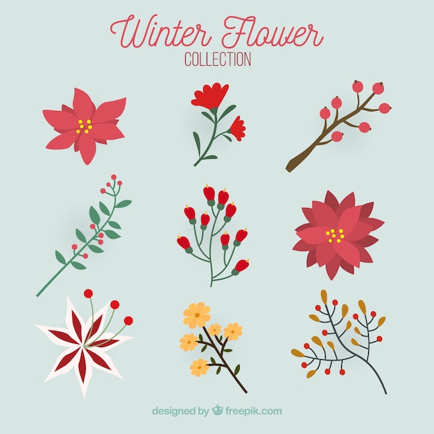 Collection of winter flower 