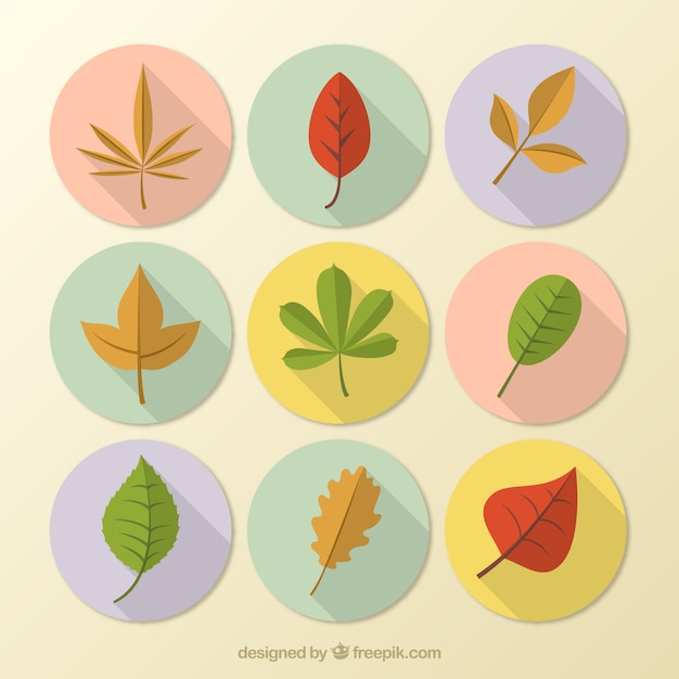 Colored autumn leaves collection