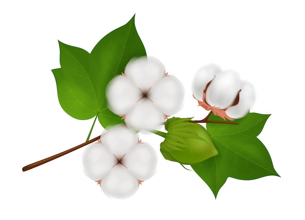 Free vector colored cotton flower branch realistic composition with three beautiful flowers on white