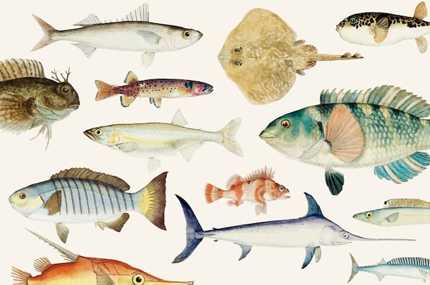 Free vector colored vector illustration of fish drawing collection