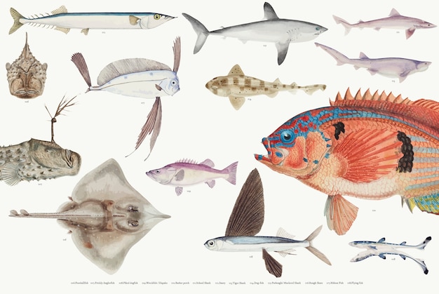 Free vector colored vector illustration of fish drawing collection