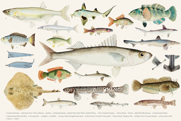 Free Vector colored vector illustration of fish drawing collection