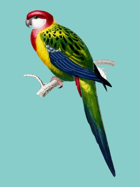 Free Vector colorful bird on a branch