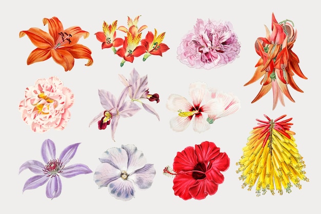 Free Vector colorful blooming flowers set vector close up