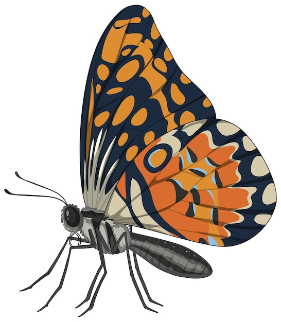 Free Vector colorful butterfly vector illustration