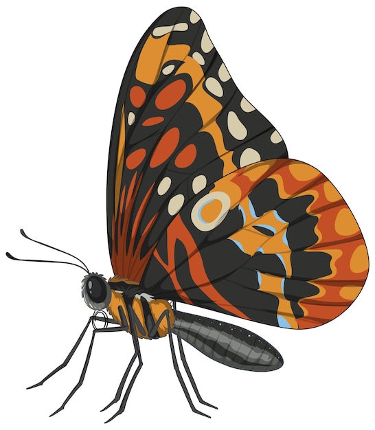 Free Vector colorful butterfly vector illustration