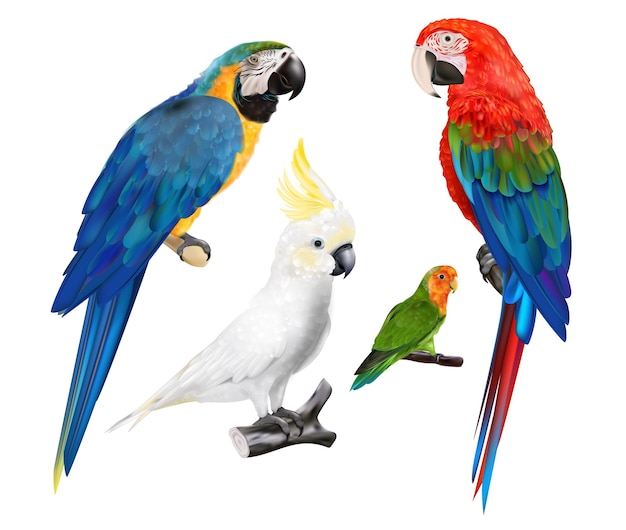 Free vector colorful collection of different breed of parrots so as cockatoo and macaw realistic set isolated vector illustration