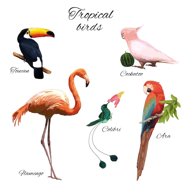 Free Vector colorful exotic fauna illustration with different beautiful tropical birds on white