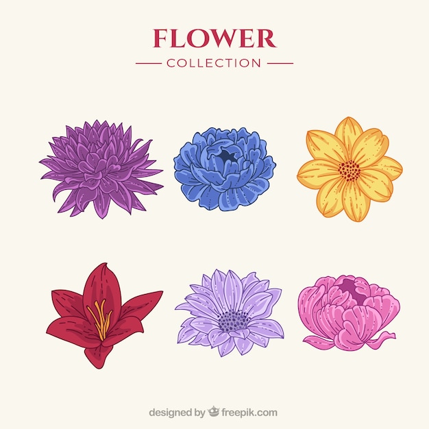 Colorful flower set