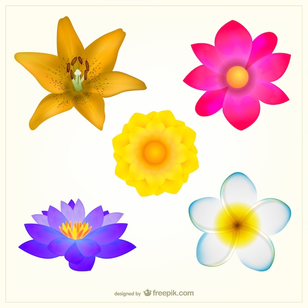 Colorful flowers pack