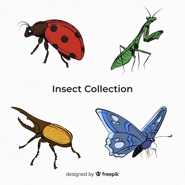 Colorful hand drawn insect collection