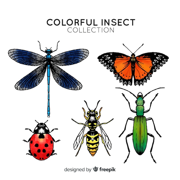 Colorful hand drawn insect collection